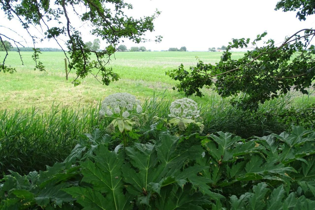 De Groote Medwert Lägenhet Holwerd Exteriör bild